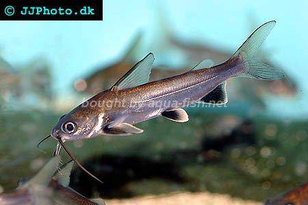 freshwater aquarium catfish