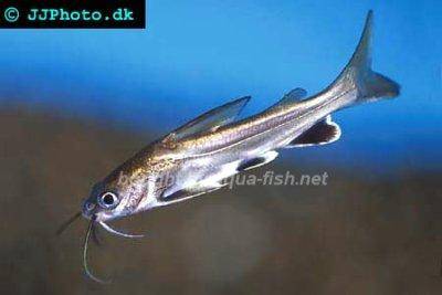Shark catfish - Hexanematichthys seemanni