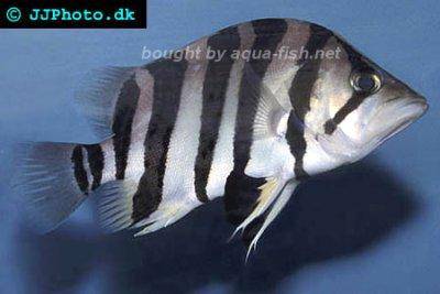 Siamese tigerfish - Datnioides polota