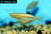 Slender rainbowfish