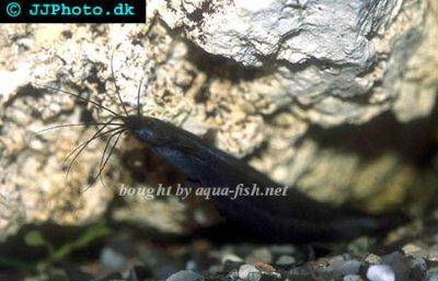 Stinging catfish - Heteropneustes fossilis