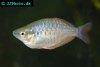 Sunset dwarf rainbowfish, picture 2