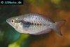 Sunset dwarf rainbowfish, picture 3