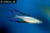 Threadfin rainbowfish, picture 1
