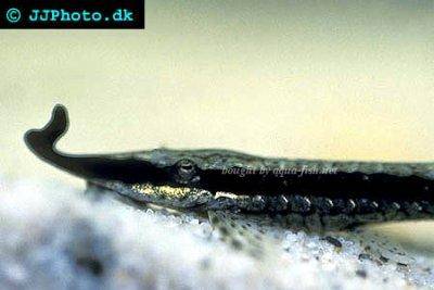 Twig catfish - Farlowella vittata