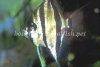 Altum angelfish, picture 8