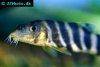 Bengal loach, picture 1