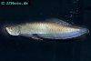 Black arowana