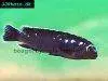 Blue electric cichlid, picture 14