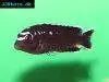 Blue electric cichlid, picture 15