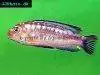 Blue electric cichlid, picture 16