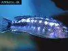 Blue electric cichlid, picture 17