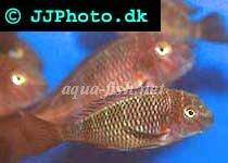 Blunthead cichlid; Blue Rainbow