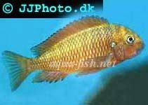 Blunthead cichlid; Chimba