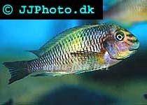 Blunthead cichlid; Kapamba