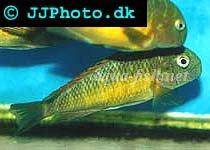 Blunthead cichlid; Kapere