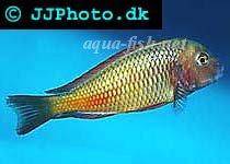 Blunthead cichlid; Moliro