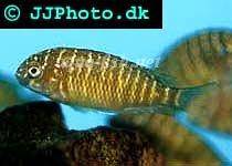 Blunthead cichlid; Red Rainbow