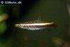 Brown pencilfish, picture 6