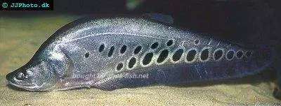 Clown knifefish - Chitala chitala