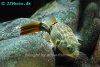 Coral butterfly puffer, picture 6