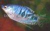Blue gourami - Cosby form, picture 4