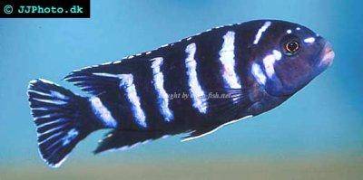 Demason’s cichlid - Pseudotropheus demasoni