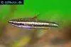 Dwarf pencilfish