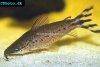 Flagtail catfish, picture 4