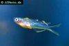 Forktail rainbowfish, picture 3