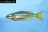 Inornate rainbowfish