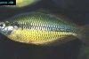 Lake tebera rainbowfish, picture 2