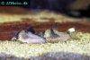 Longnosed cory, picture 1