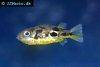 Malabar pufferfish, picture 8