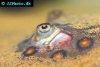 Ocellate river stingray, picture 6