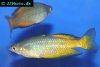 Parkinsoni rainbowfish