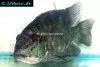 Parrot cichlid, picture 1