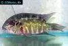 Parrot cichlid, picture 3