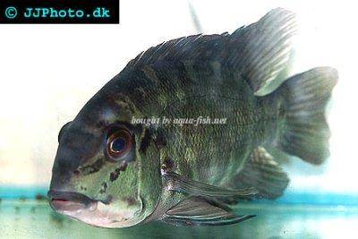 Parrot cichlid - Hoplarchus psittacus