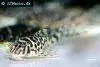 Peruvian panther pleco, picture 2
