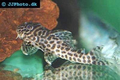 Peruvian panther pleco - Hypancistrus sp. L174
