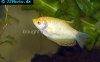 Blue gourami - yellow form, picture 1