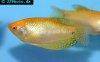 Blue gourami - yellow form, picture 2