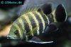 Zebra cichlid, picture 1