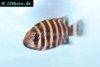 Zebra cichlid, picture 4