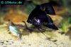 Angelfish Black, picture 2