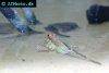 Atlantic mudskipper, picture 5