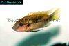 Benitochromis conjunctus, picture 3