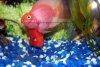 Blood parrot cichlid picture 2