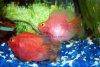 Blood parrot cichlid picture 7